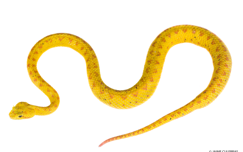 Bothriechis schlegelii. Oropel, en su fase de coloración amarilla.