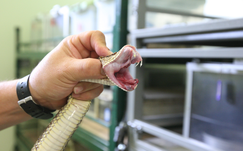 Crotalus simus. Animal in a process of extraction of poison.