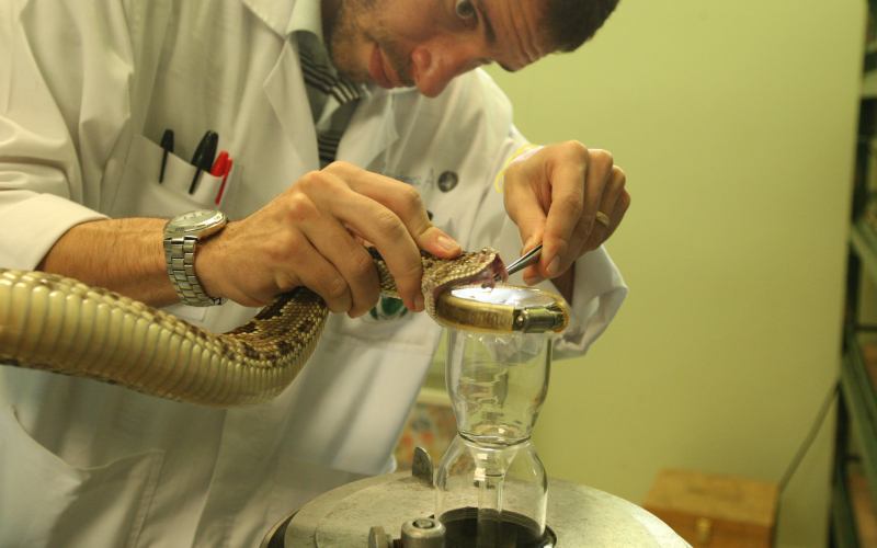 Crotalus simus. Animal in a process of extraction of poison.