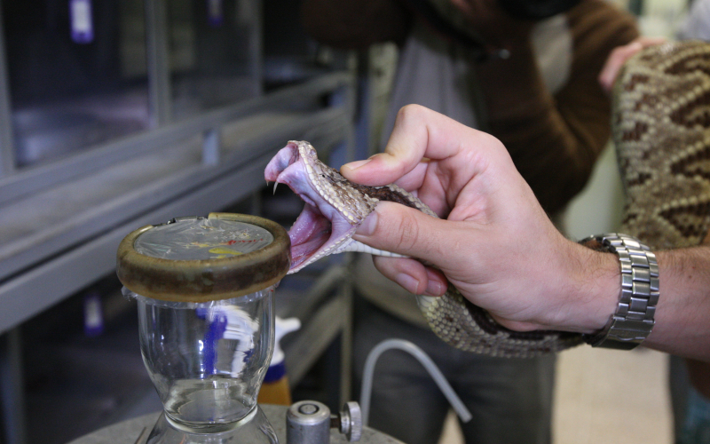 Crotalus simus. CAnimal in a process of extraction of poison.