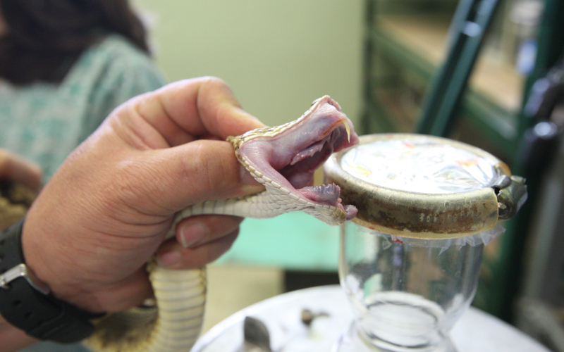 Crotalus simus. Cascabel. Animal en un proceso de extracción de veneno.