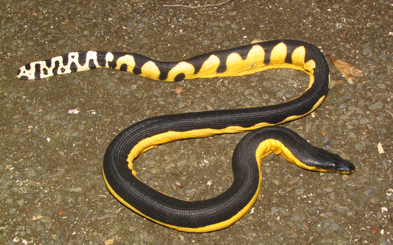 Hydrophis platura, serpiente de mar o marina. Autor Alejandro Solorzano