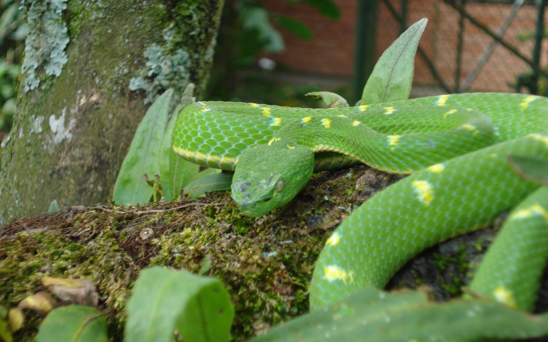 Bothriechis lateralis, side-striped palm viper
